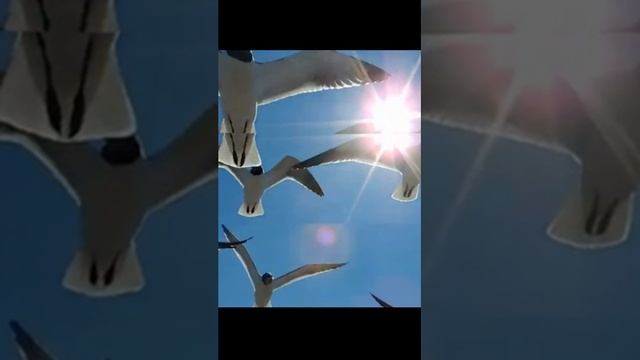 Звук природы.Крик чаек можно услышать на берегу