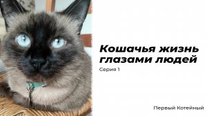 Кошачья жизнь глазами людей — Серия 1