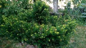 горная сосна в саду