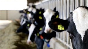 Продажа оптом живым весом коров молочных и фермерство в России