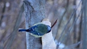 лазоревка и сало