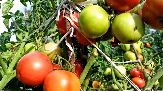 Что за Гномы томатные, откуда взялись? Как их выращивала смотреть онлайн