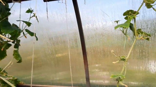 Томаты, перцы, арбузы в открытом грунте. Сентябрь 2020. Калужская область смотреть онлайн