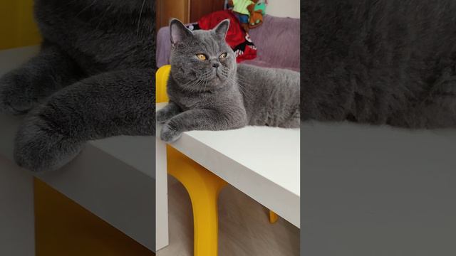 смотрю на голубей и думаю почему я не летают обидно могу лишь со стола спрыгнуть смотреть онлайн