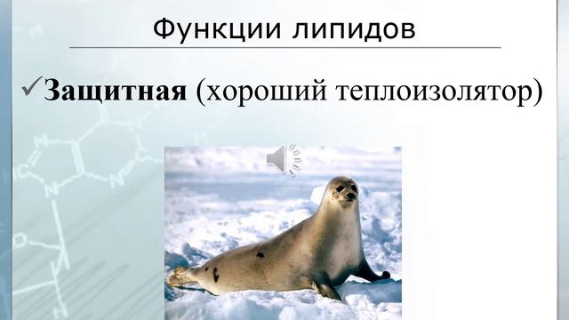 Органические вещества клетки