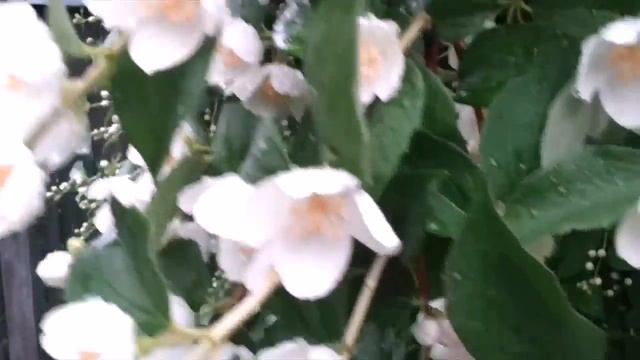 PHILADELPHUS смотреть онлайн