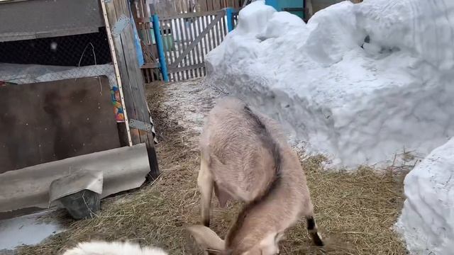 Козы.вопросы//Рассада//Про доильный аппарат//Простые домашние кексики с кусочками шоколада// смотреть онлайн