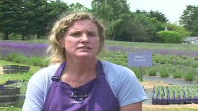 A Guide to Lavender : Lavender Munstead смотреть онлайн