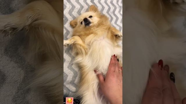 Моя Милота😍🤗Боня 🤩Померанский Шпиц 🐕