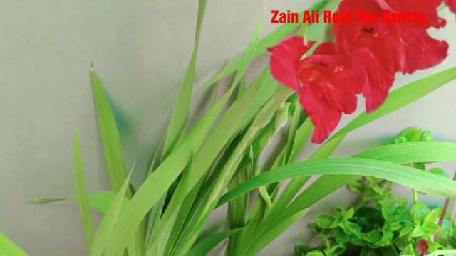 How to grow and care gladiolus flowering plant😀😍👍 in Urdu смотреть онлайн