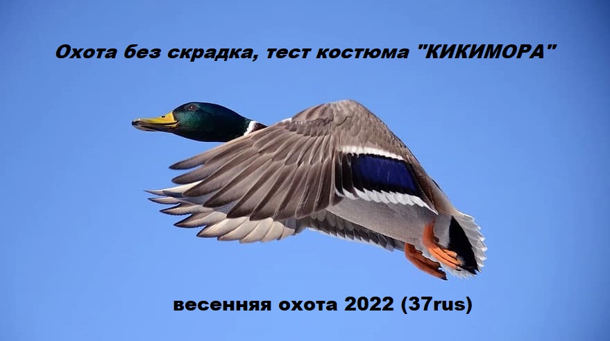 СУПЕР охота БЕЗ СКРАДКА!!!! Весенняя охота с подсадной 2022. Тест костюма "кикимора" смотреть онлайн