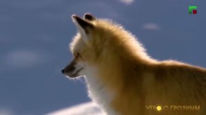 ПОЧЕМУ ЛИСЫ ХИТРЫЕ