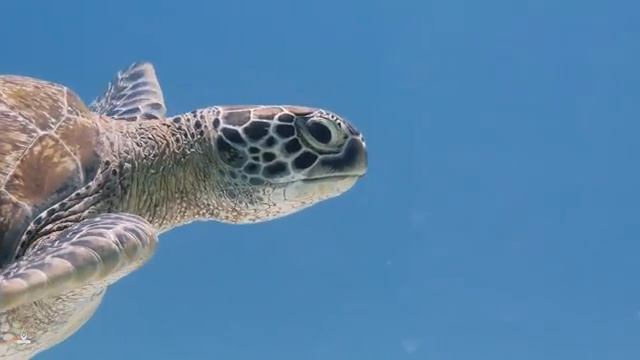 Музыка для медитации, 4 часа