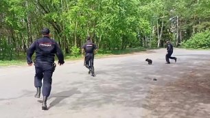 В Томске сотрудники полиции нашли и передали в Департамент охотничьего хозяйства медвежонка