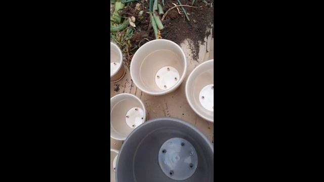 алоэ много алоэ смотреть онлайн