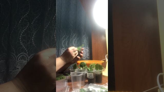 Как посадить лист фиалки? Один из способов посадки листа фиалки. смотреть онлайн