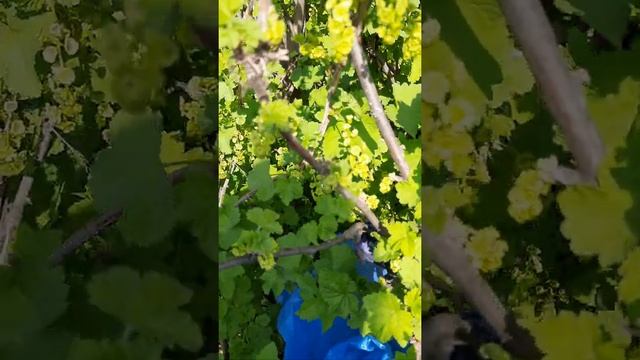 Майское цветение на даче