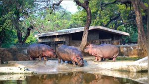 УДИВИТЕЛЬНЫЕ ЗВУКИ ГЕПОПОТАМОВ в ВОДЕ!