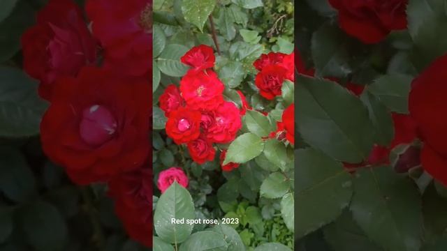 Red spot rose,  красивейшая красная роза Ред спот, 2023, #flowers, #rose, #landscape #shorts