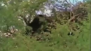 Медоеду на все срать!