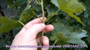 Антракноз винограда (Птичий глаз)