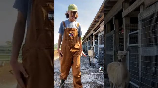 Emmanuel The Emu Goes Viral For Interrupting His Owner's Videos смотреть онлайн