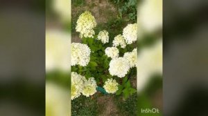 Гортензии метельчатые в конце августа.Черенки метельчатых и крупнолистных гортензии.
