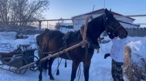 Запрягли КОНЯ В САНИ | Поздравляем жителей села с НОВЫМ ГОДОМ
