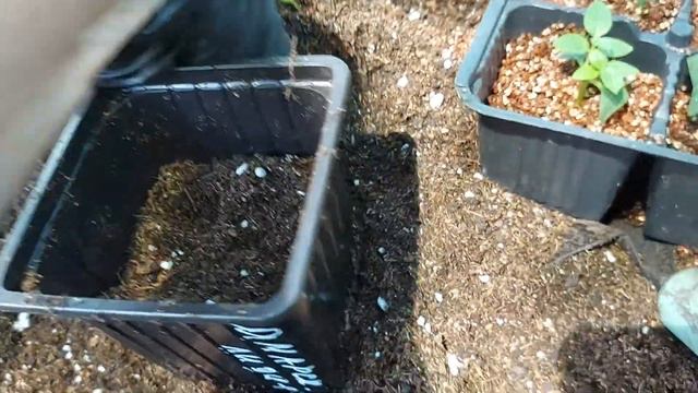 Рассаживаю Самарскую Лидию по стаканчикам #метельчатыегортензии  #самарскаялидия #саженцыгортензий