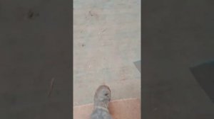 Напольный газовый котел. Правильный способ запуска отопительной системы и газового котла без насоса