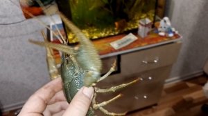 решил похвастаться уловом раков , приготовление