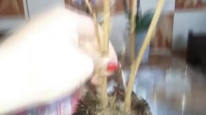 Цветок Камелия спасаем реанимашку.