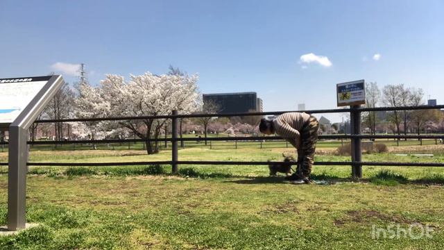 Догтренинг в Японии. Той пудель Габриэль. Dog training in Japan.  Toy poodle Gabriel.