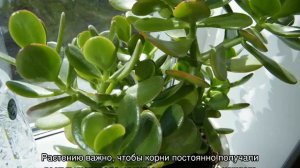 Денежное дерево — как посадить отросток в домашних условиях