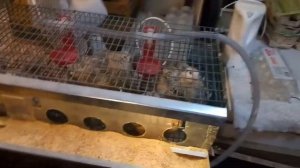 Перепелки, Эстония, бизнес в подвале. Часть 1