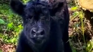 У коровы постоянно пропадало молоко и фермер решил за ней проследить, прогулявшись за ней в лес!