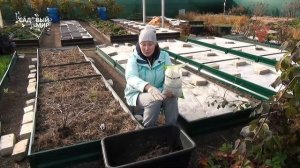 Крыжовник с куриное яйцо! Посадка и обрезка осенью для большого урожая