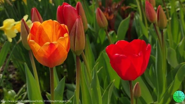 Нежное пение птиц исцеляет душу и тело/Звуки природы/Birdsong/Sounds of nature/Relax