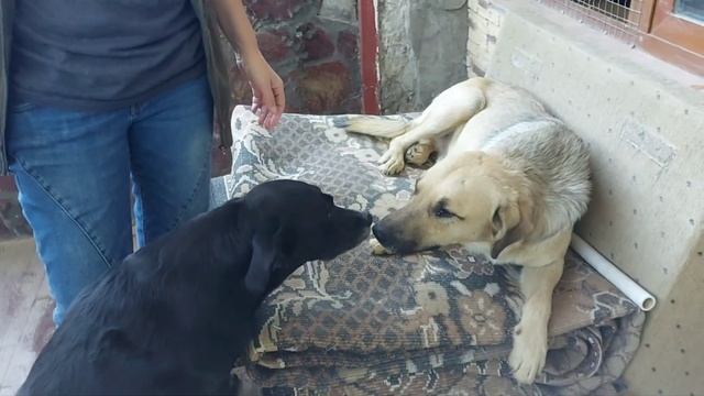 В приюте гости. Собаки и я очень рады. смотреть онлайн