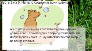 Как дрессировать щенка питбуля