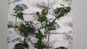 Молочай зацвел.