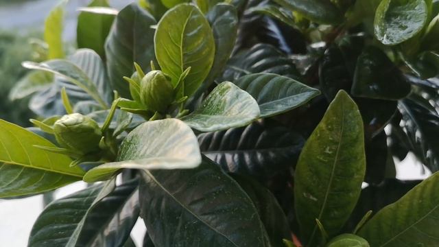 Гардения: Съвети за Отглеждане от Градинар смотреть онлайн