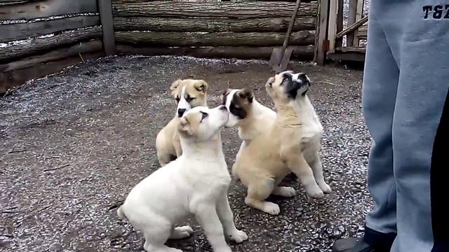 щенки алабаи кушнаренково смотреть онлайн