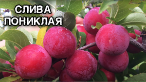 Слива пониклая