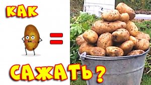 Способы посадки картофеля вручную. Посадка картофеля рядами и в грядки #6