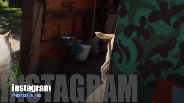 НАМ 4 МЕСЯЦА - КАК ЩЕНКИ АЛАБАЙ РАСТУТ по месяцам смотреть онлайн