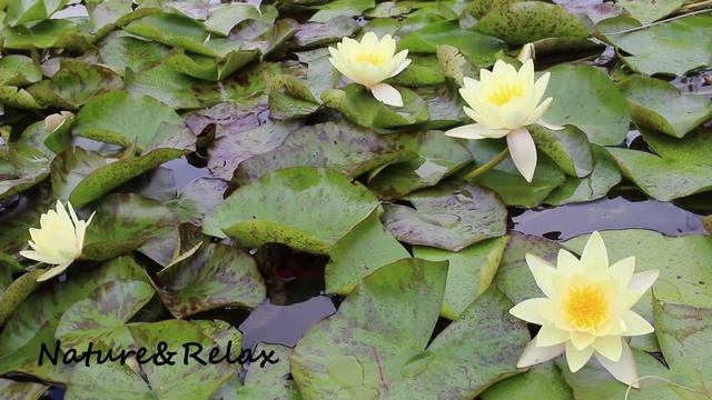 Weiße Seerose (Nymphaea alba) Flower ✔ смотреть онлайн