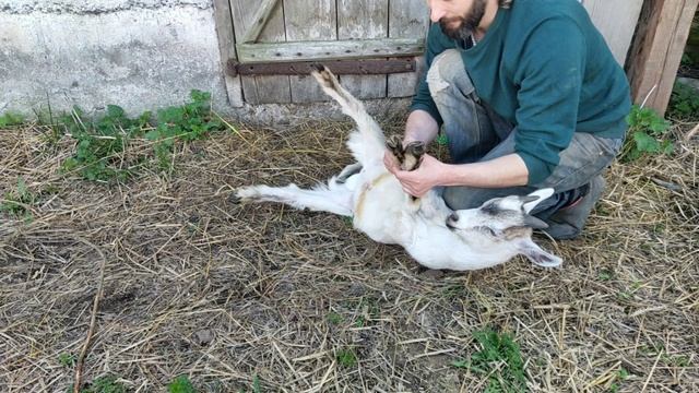 как кастрировать козлят и в каком возрасте смотреть онлайн