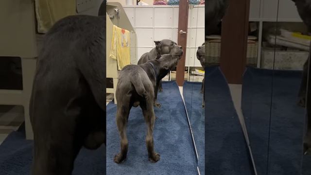 Ритуал утренний🤣 #tttt #канекорсо #canecorsoitaliano #канекорсоитальяно #canecorso