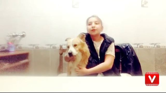 Моя сабака была на гране жизни и смерти история моей сабаки смотреть онлайн